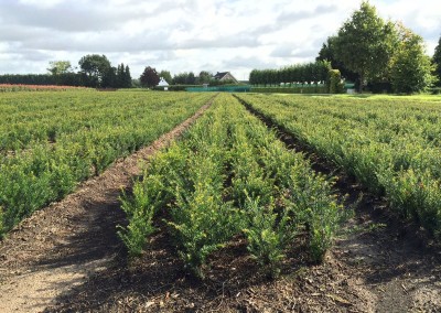Taxus baccata volle veld